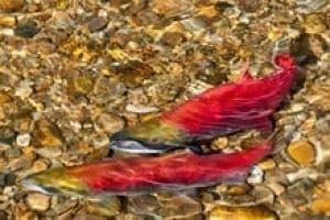 Spawned out salmon: A personal reflection